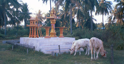 Kor på bete vid ett Buddhistaltare